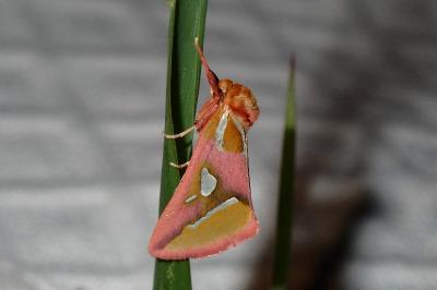 Axia margarita