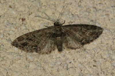 Eupithecia exiguata