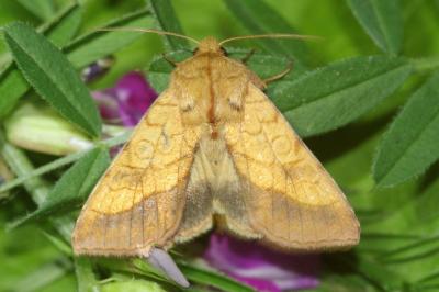 Pyrrhia umbra