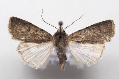 Caradrina flavirena