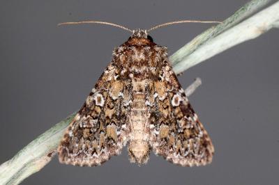 Hadena magnolii