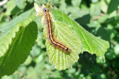 Malacosoma neustria