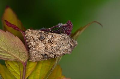 Anarta pugnax