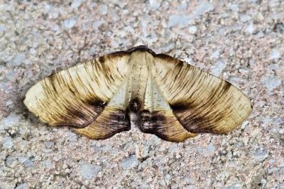 Plagodis dolabraria