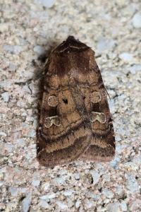 Diarsia rubi