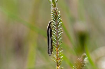 Angustalius malacellus