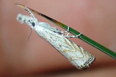 Platytes cerussella