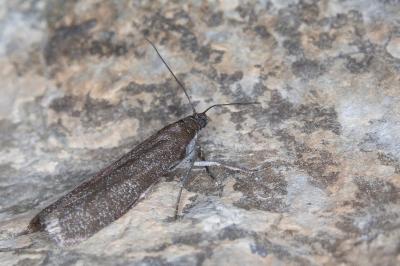 Episcythrastis tetricella