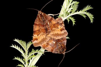 Euclidia glyphica