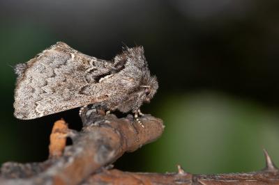 Rhegmatophila alpina