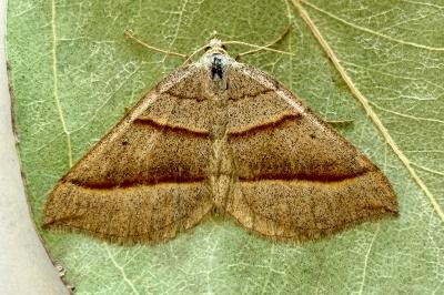Scotopteryx luridata
