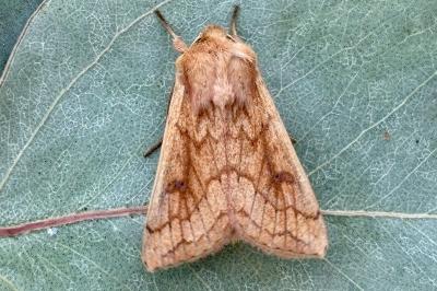 Mythimna vitellina