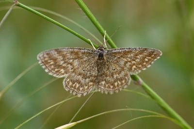 Scopula immorata