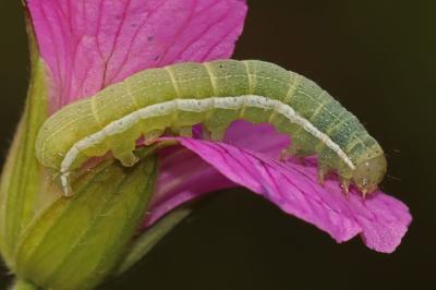 Orthosia gothica