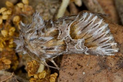 Amephana aurita