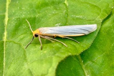 Manulea complana