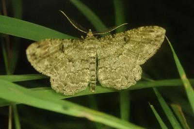 Peribatodes rhomboidaria rhomboidaria