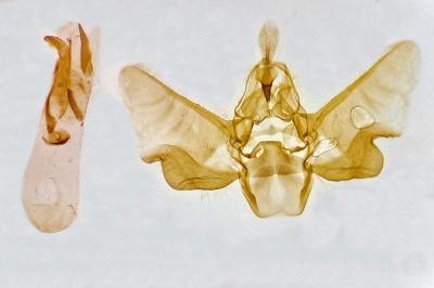 Eupithecia tantillaria