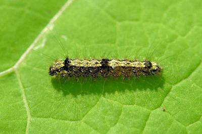 Katha depressa