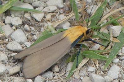 Lithosia quadra