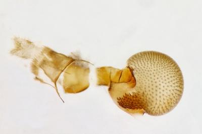 Eupithecia tantillaria