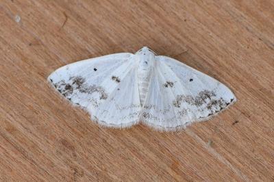 Lomographa temerata