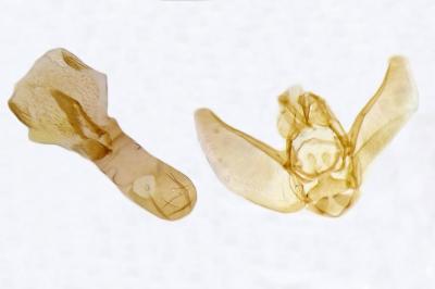 Eupithecia gemellata