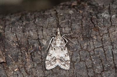 Eudonia lacustrata