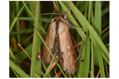 Cucullia asteris