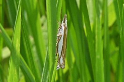 Crambus pascuella