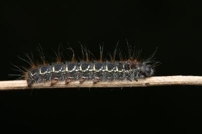 Eriogaster lanestris