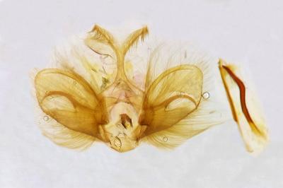 Nomophila noctuella