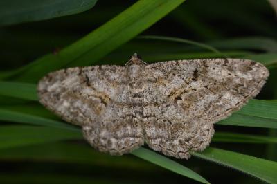 Peribatodes rhomboidaria rhomboidaria