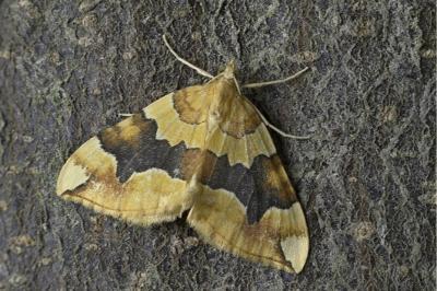 Cidaria fulvata