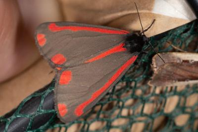 Tyria jacobaeae