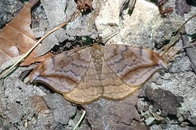 Drepana curvatula