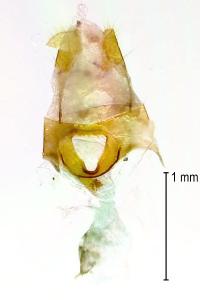 Nola cucullatella