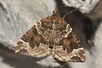 Eulithis prunata