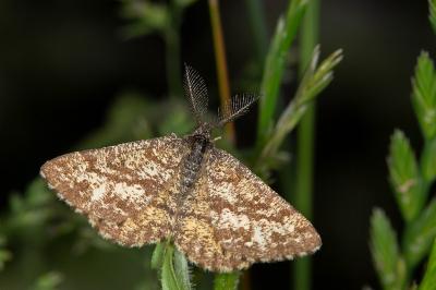 Ematurga atomaria