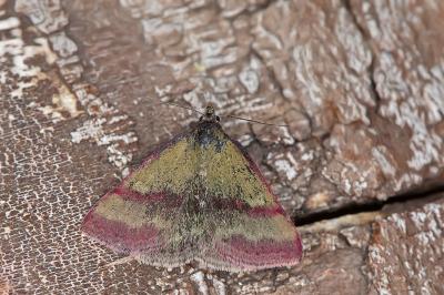 Phytometra viridaria