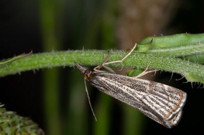 Thisanotia chrysonuchella