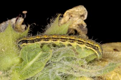 Heliothis peltigera