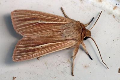 Mythimna impura