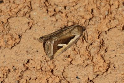 Deltote uncula