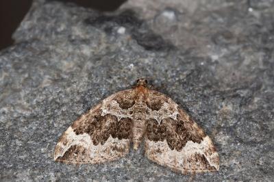 Lampropteryx suffumata