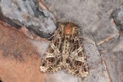 Sideridis rivularis