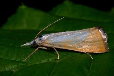 Xanthocrambus saxonellus