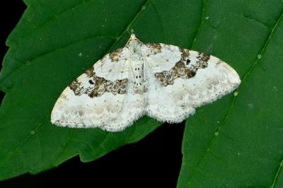 Xanthorhoe montanata