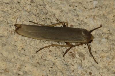 Eilema caniola