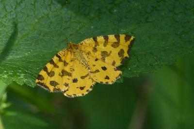 Pseudopanthera macularia